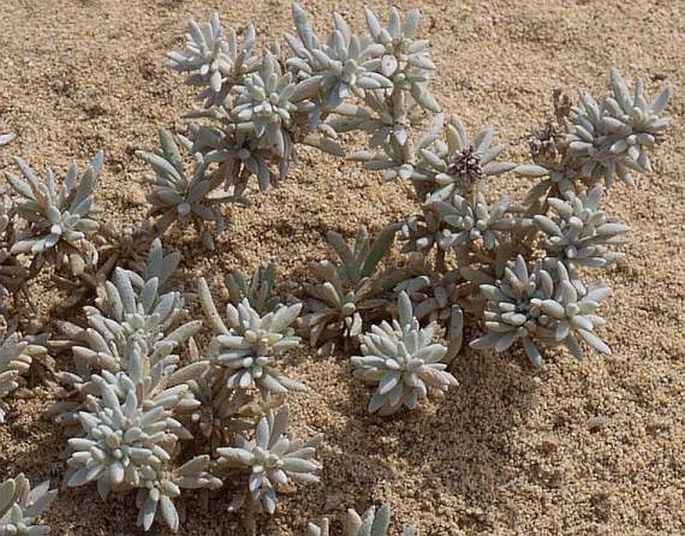 Zygophyllum waterlotii