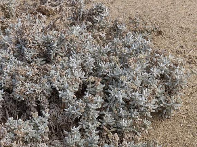 Zygophyllum waterlotii