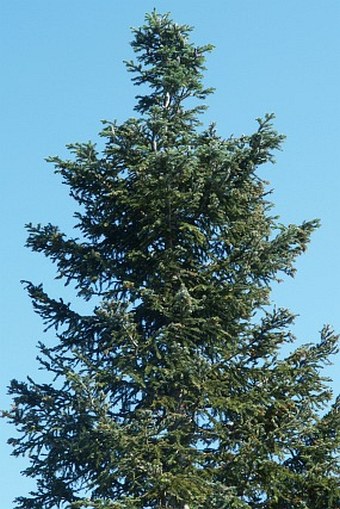 Abies amabilis