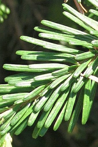 Abies amabilis