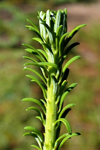 Abies amabilis