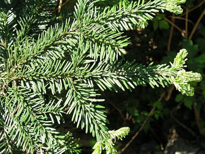 Abies amabilis