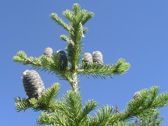 ABIES AMABILIS (Douglas) Douglas ex J. Forbes – jedle líbezná / jedľa