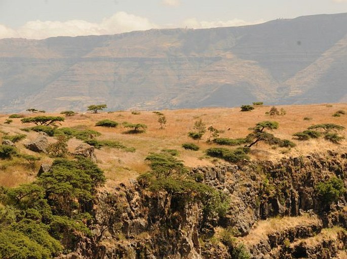 Etiopie, pohoří Wollo, masiv Abuna Yosef