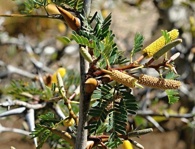 Acacia collinsii