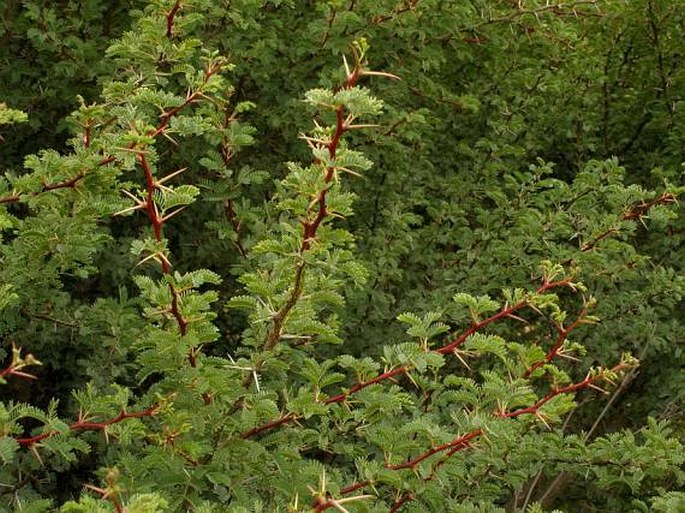 Acacia gummifera