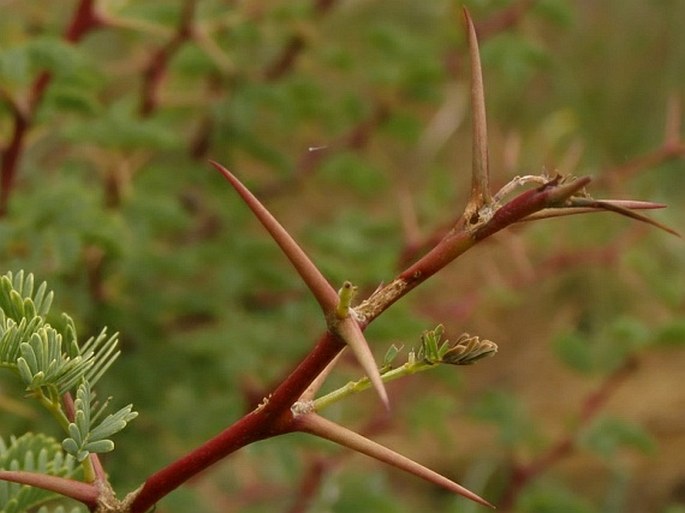 Acacia gummifera