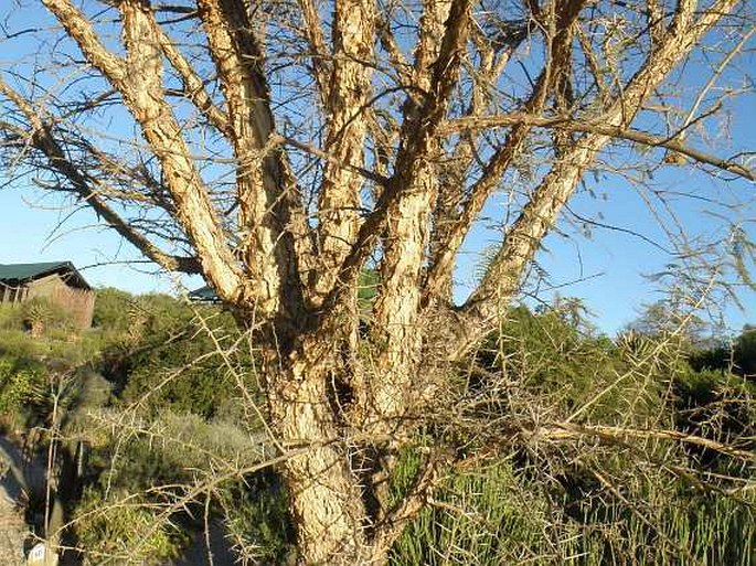 Acacia karroo