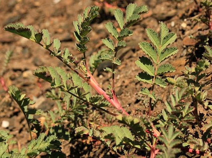 Acaena magellanica