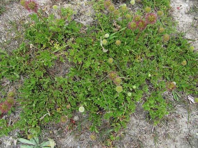 Acaena novae-zelandiae