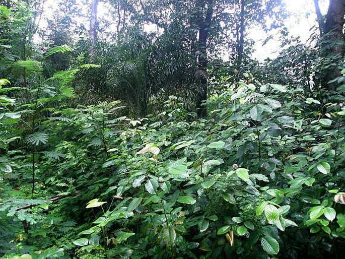 Acalypha hispida