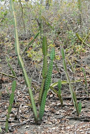 Acanthocereus tetragonus