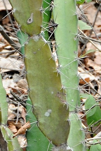 Acanthocereus tetragonus