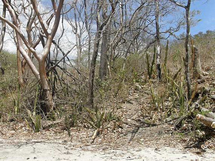 Acanthocereus tetragonus