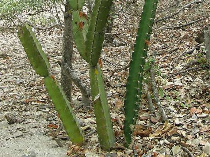 Acanthocereus tetragonus