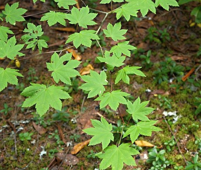 Acer circinatum