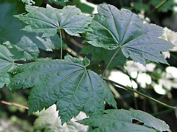 Acer circinatum