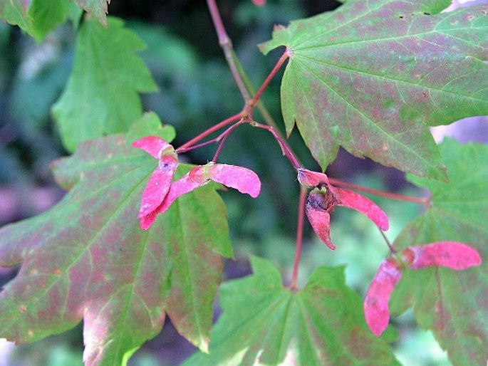 Acer circinatum