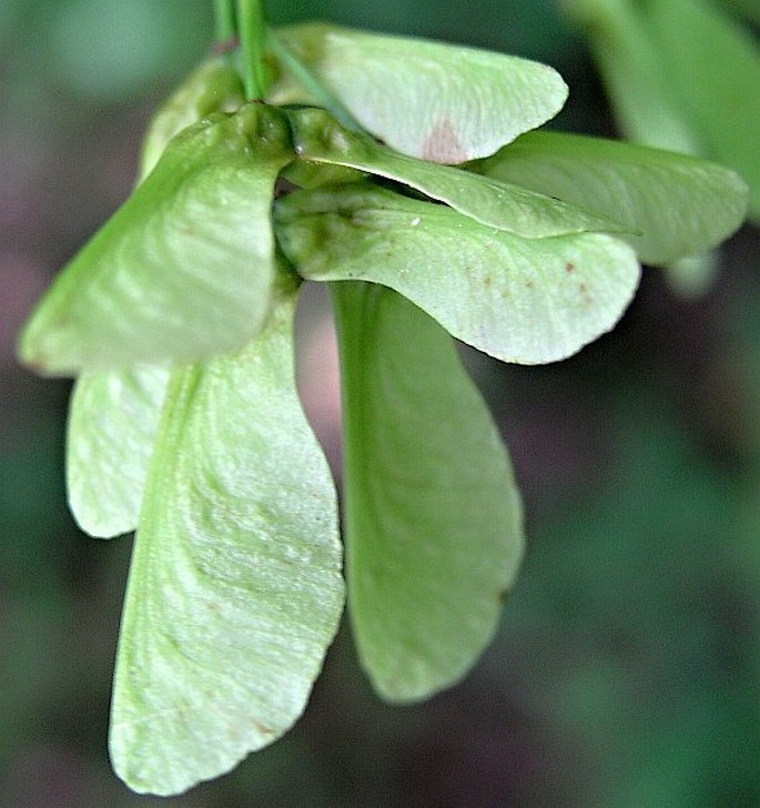 Acer glabrum