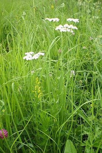 Achillea impatiens