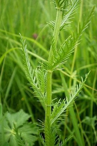 Achillea impatiens