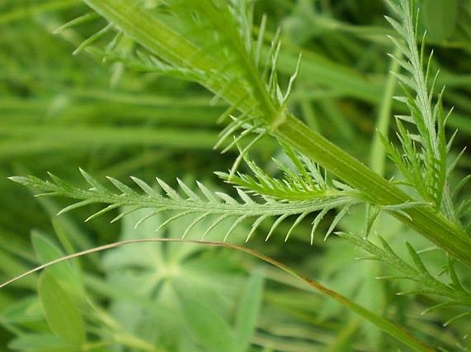 Achillea impatiens