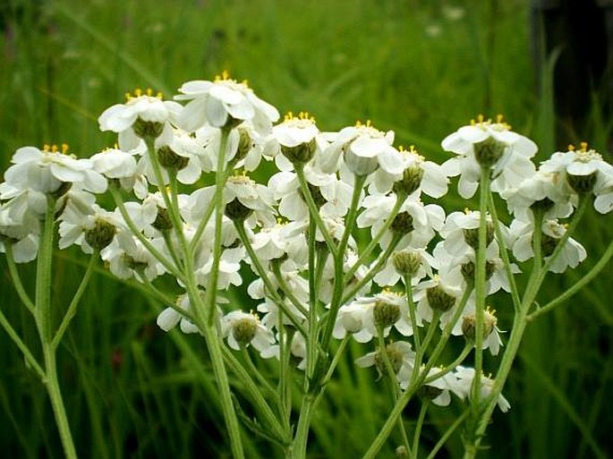 Achillea impatiens