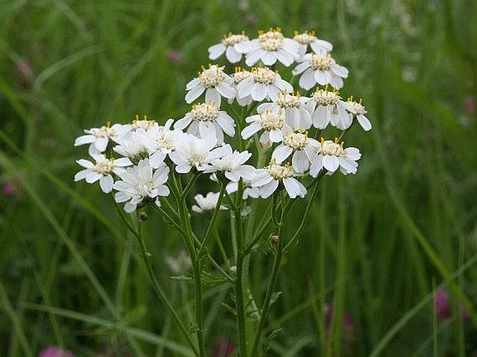 Achillea impatiens