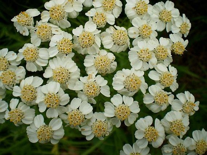 Achillea impatiens