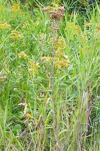 Achillea alpina