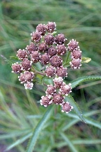 Achillea alpina