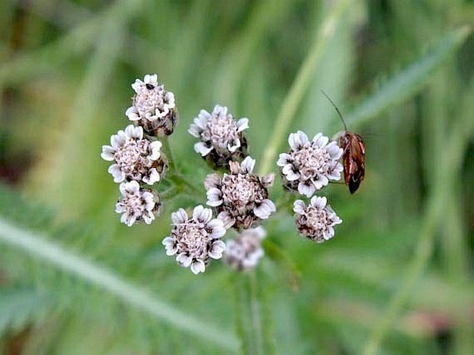 Achillea alpina