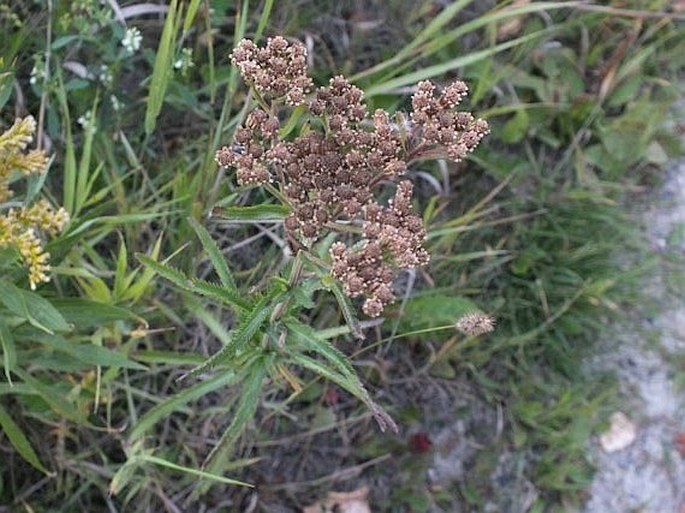 Achillea alpina