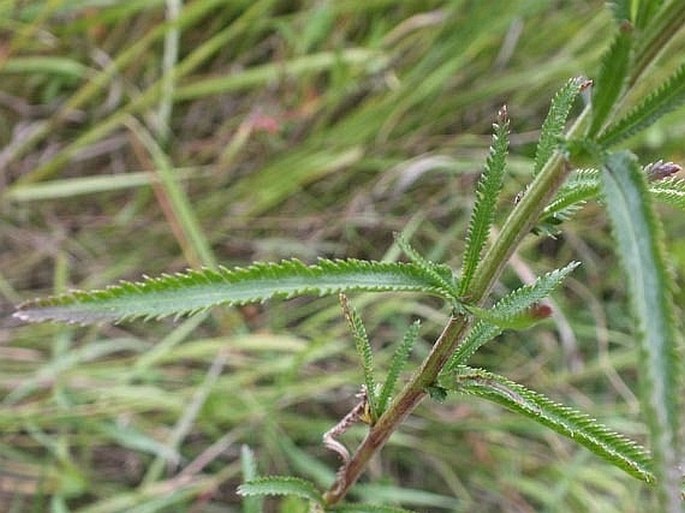 Achillea alpina