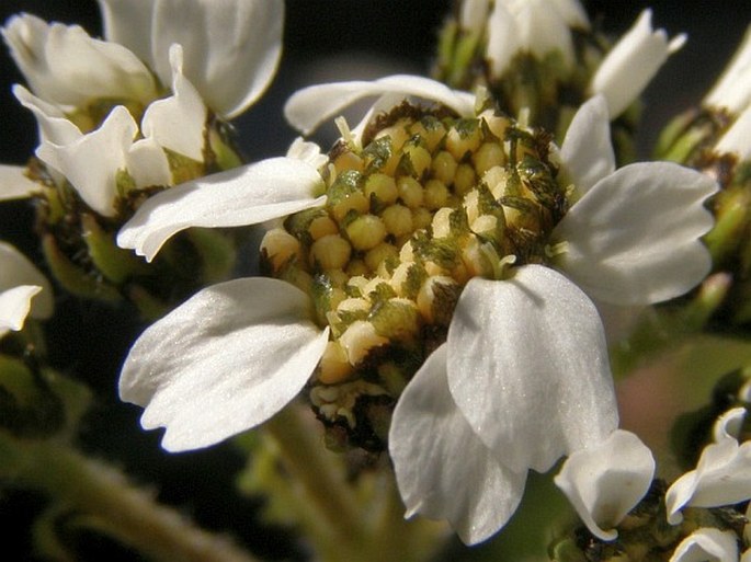 Achillea atrata