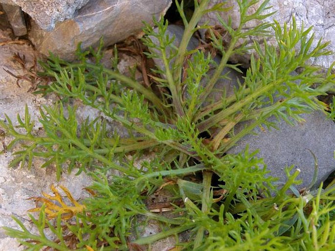 Achillea atrata