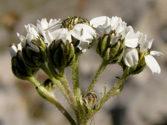 Achillea atrata