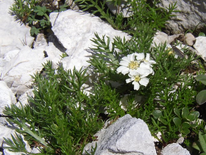 Achillea atrata