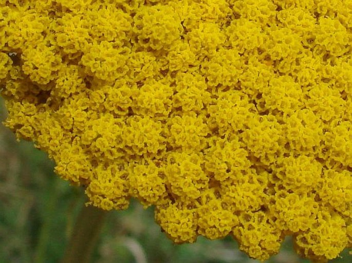 Achillea filipendulina