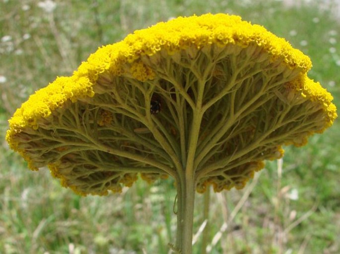 Achillea filipendulina