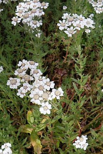 Achillea pyrenaica