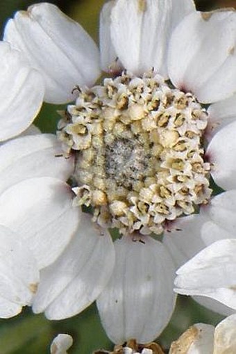 Achillea pyrenaica