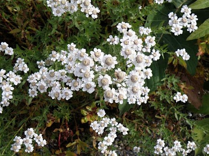 Achillea pyrenaica