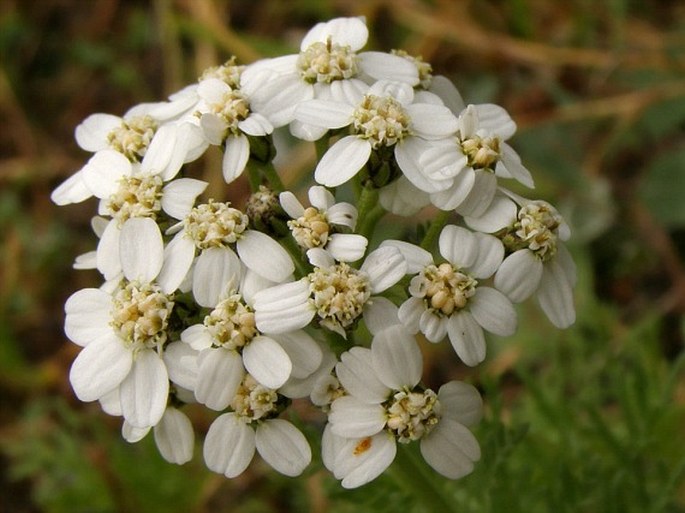 Achillea erba-rotta subsp. moschata