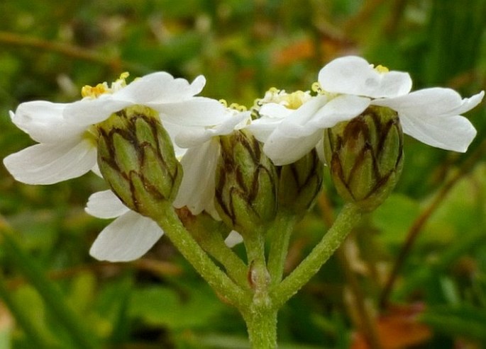 Achillea erba-rotta subsp. moschata