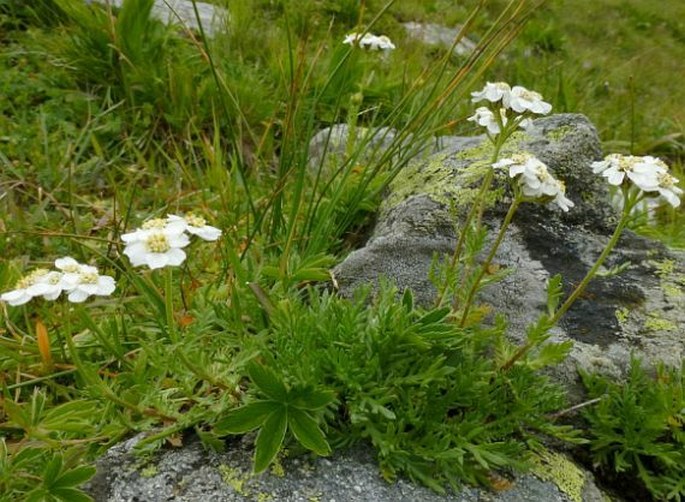 Achillea erba-rotta subsp. moschata