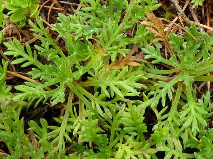 Achillea erba-rotta subsp. moschata