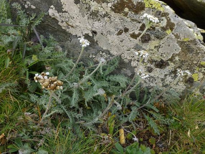 Achillea nana