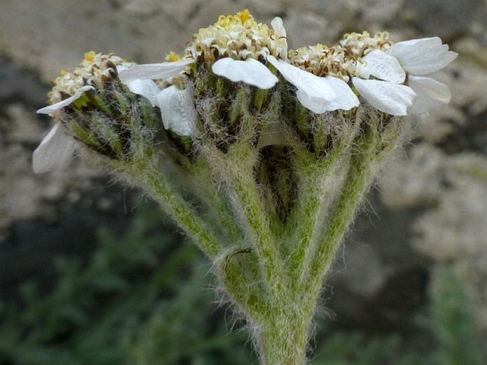 Achillea nana