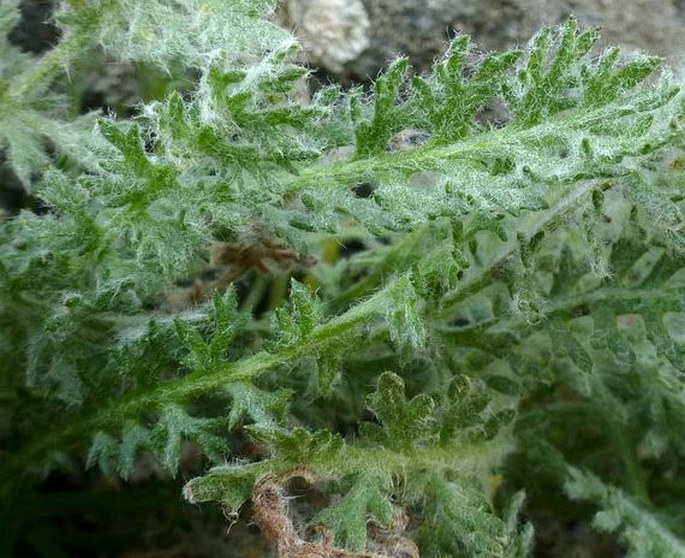 Achillea nana